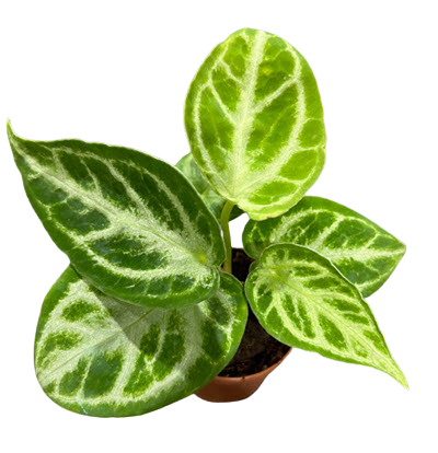 2" Anthurium Dorayaki